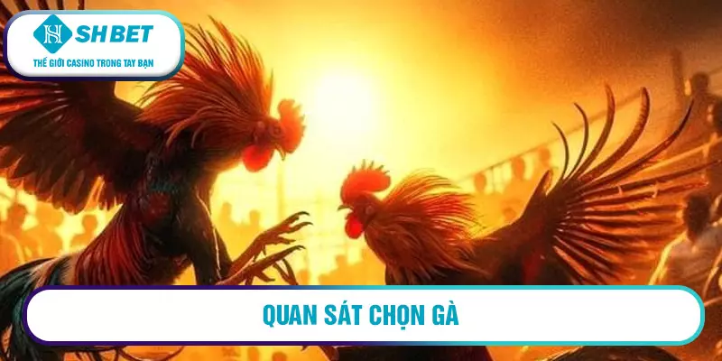 Casino đá gà C1 uy tín, chất lượng cược cao 3 Quan sát chọn gà